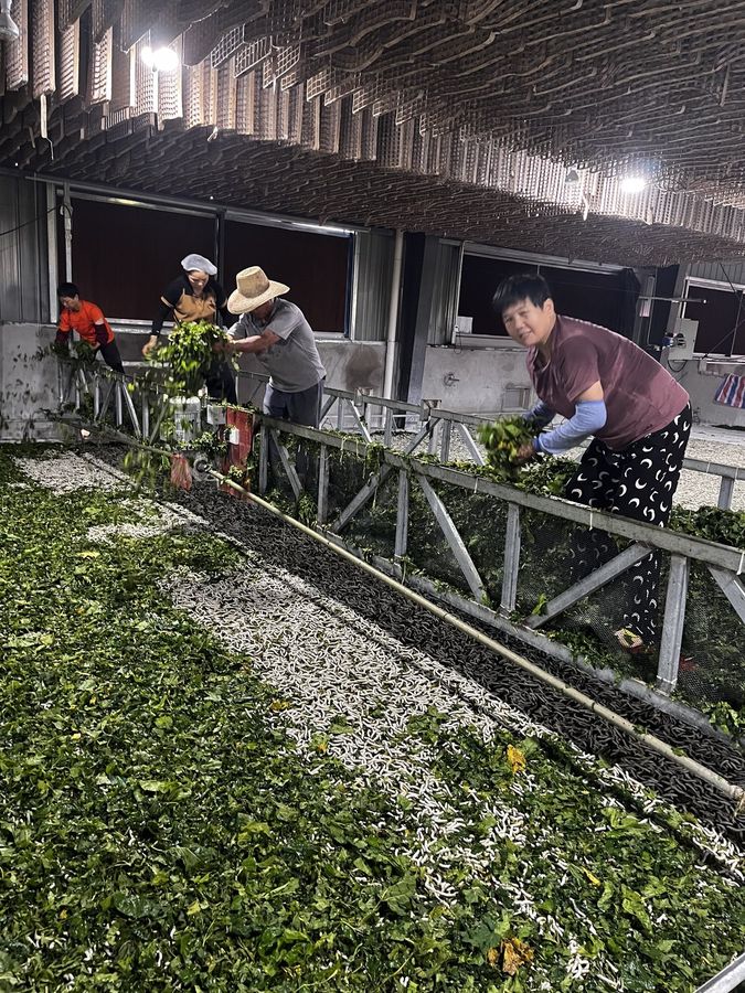 标准化桑蚕养殖大棚实景